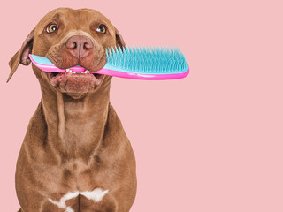 Cute brown dog holding a hairbrush. Close-up, indoors. Studio photo, isolated background. Concept...