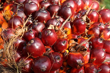 Oil Palm fruits with palm plantation background. A bunch of well-ripened oil palm