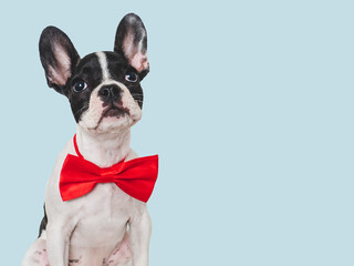 Cute puppy and bright bow tie. Close-up, indoors. Concept of beauty and fashion. Studio photo, isolated background. Pets care