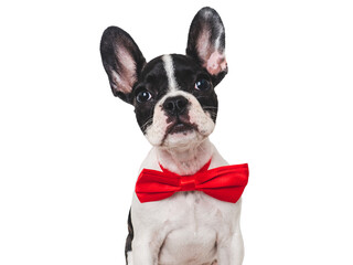 Cute puppy and bright bow tie. Close-up, indoors. Concept of beauty and fashion. Studio photo, isolated background. Pets care