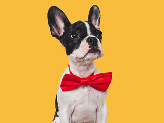 Cute puppy and bright bow tie. Close-up, indoors. Concept of beauty and fashion. Studio photo, isolated background. Pets care