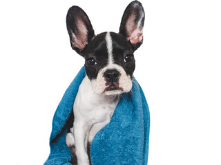 Cute brown puppy and blue towel. Close-up, indoors. Studio photo, isolated background. Concept of care, education, obedience training and raising pets