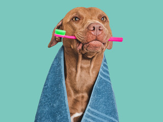 Cute brown dog, blue towel and toothbrush. Close-up, indoors. Studio photo, isolated background....