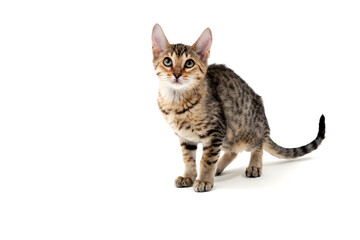 Purebred smooth-haired cat on a white isolated background