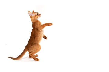 ginger purebred kitten sits on an isolated white background