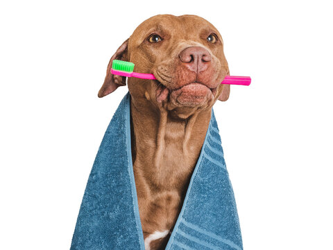 Cute brown dog, blue towel and toothbrush. Close-up, indoors. Studio photo, isolated background. Concept of care, education, obedience training and raising pets