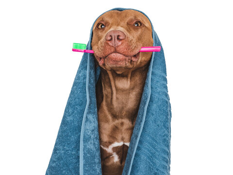 Cute brown dog, blue towel and toothbrush. Close-up, indoors. Studio photo, isolated background. Concept of care, education, obedience training and raising pets