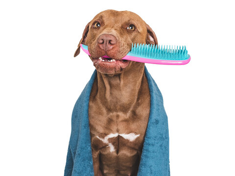 Cute brown dog, blue towel and hairbrush. Close up, indoors. Studio photo, isolated background. The concept of care, education, obedience training and pet education