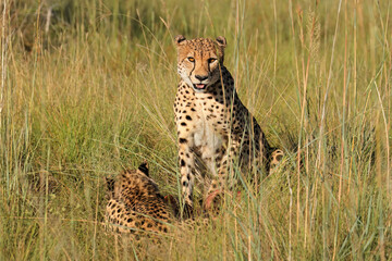 Alert cheetahs (Acinonyx jubatus) in natural habitat, South Africa.