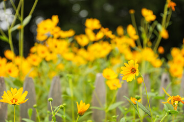 spring flower blooms symbolize renewal, growth, and fleeting beauty in nature's cycle. Flowers...
