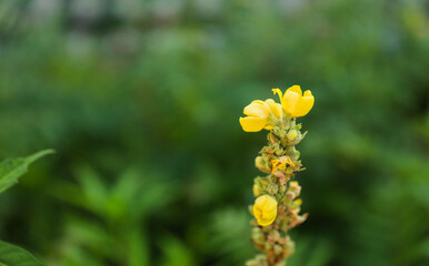spring flower blooms symbolize renewal, growth, and fleeting beauty in nature's cycle. Flowers burst forth, embodying hope and rejuvenation