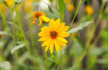 spring flower blooms symbolize renewal, growth, and fleeting beauty in nature's cycle. Flowers...
