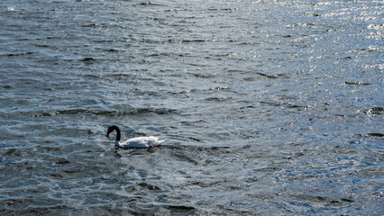 A lonely black-necked swan Cygnus melancoryphus  swims on a blue lake. The neck is elegantly curved. Ripples, the glare of the sun on the water. Argentina. El Calafate. Lago Argentino.