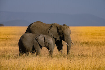 Naklejka premium elephants in the savannah