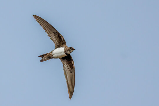 Alpensegler (Tachymarptis melba)