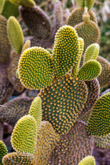 Kaktus an der Steiküste Nähe Carvoeiro, Algarve