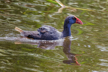 Purpurhuhn (Porphyrio porphyrio)