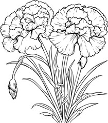 Carnation