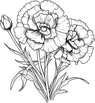 carnations black and white line art clip art preview