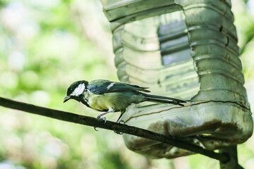 The life of little birds in the city