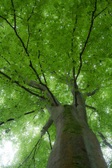 Fototapeta na wymiar an old tree with green foliage rising towards the light