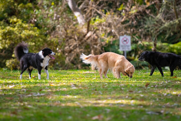 Group of dogs playing around in the park