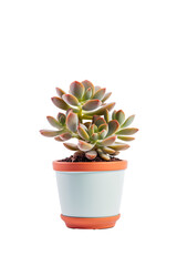 Succulent plant in a pot isolated on a white background PNG