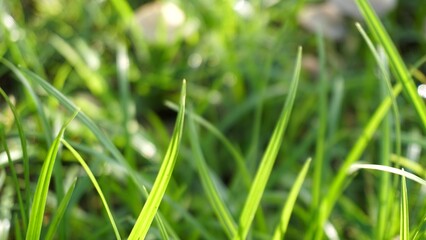 The lawn, the green grass, the leaves fluttered in the breeze.