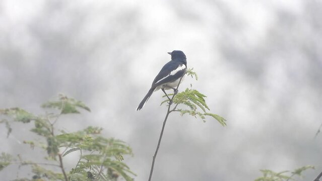 Oriental Magpie Robin bird perched on tree branch , bangladesh