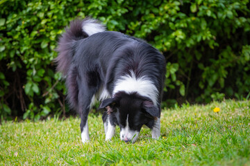 Border Collie puppy walking and sniffing the grass