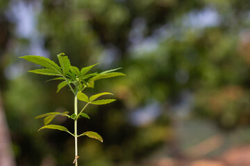  legal cannabis plants medical marijuana Outdoor plants grow with artificial and organic lighting.