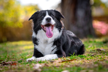 Portrait of a beautiful Border Collie puppy lying on the grass