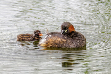 Zwergtaucher (Tachybaptus ruficollis) mit Jungem