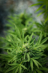  legal cannabis plants medical marijuana Outdoor plants grow with artificial and organic lighting.