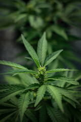  legal cannabis plants medical marijuana Outdoor plants grow with artificial and organic lighting.