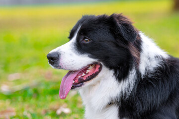Portrait of a beautiful Border Collie puppy lying on the grass