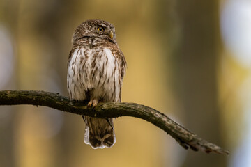 Pygmy Owl, Eurasian tiny bird in the habitat, sitting on tree branch with clear forest background. Beautiful bird in morning sunrise. Wildlife scene from wild nature.