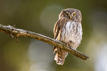 Pygmy Owl, Eurasian tiny bird in the habitat, sitting on tree branch with clear forest background. Beautiful bird in morning sunrise. Wildlife scene from wild nature.