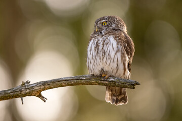 Pygmy Owl, Eurasian tiny bird in the habitat, sitting on tree branch with clear forest background. Beautiful bird in morning sunrise. Wildlife scene from wild nature.