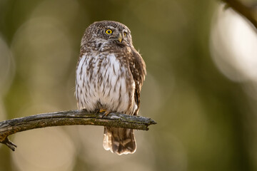 Pygmy Owl, Eurasian tiny bird in the habitat, sitting on tree branch with clear forest background. Beautiful bird in morning sunrise. Wildlife scene from wild nature.