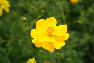 Obraz premium close up yellow Cosmos caudatus Kunth flower
