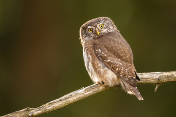 Pygmy Owl, Eurasian tiny bird in the habitat, sitting on tree branch with clear forest background. Beautiful bird in morning sunrise. Wildlife scene from wild nature.