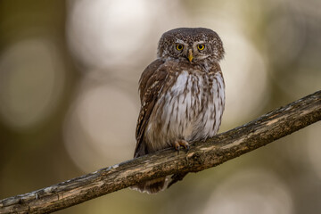 Pygmy Owl, Eurasian tiny bird in the habitat, sitting on tree branch with clear forest background. Beautiful bird in morning sunrise. Wildlife scene from wild nature.