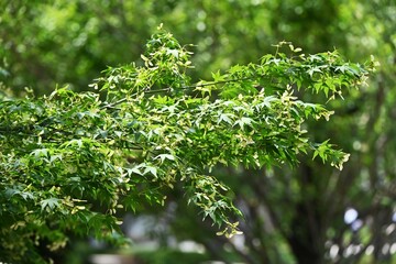 Japanese maple (Acer palmatum) key fruits.
After flowering in early summer, a propeller-shaped key fruit is attached, and in autumn, it flies while spinning in the wind.