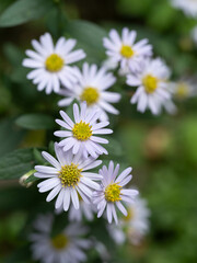 Obraz premium 初秋の原に咲く白いノコンギク