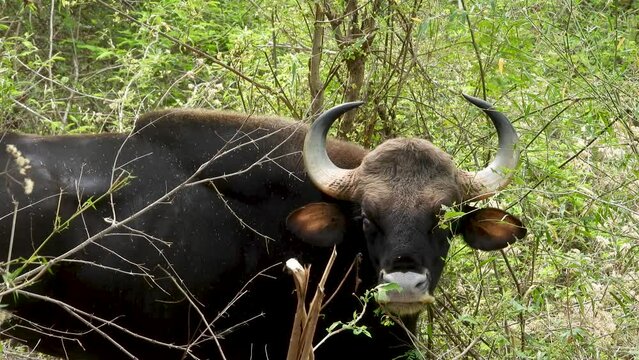 Bison in the forest ,tamilnadu