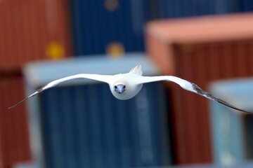 close up of a sea bird in China Sea with blurred containers on the bacground