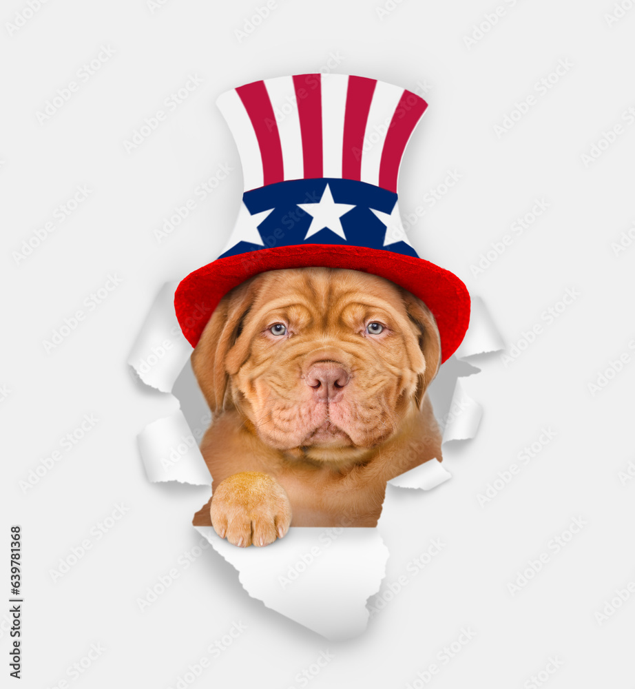 Poster serious mastiff puppy wearing like uncle sam looking through a hole in paper. isolated on white back