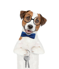 Jack russell terrier puppy wearing tie bow and eyeglasses holds in his paw keys to a new apartment....