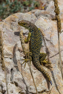 Perleidechse (Timon lepidus), Algarve, Portugal